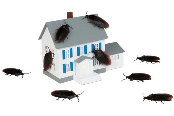 Cafards : comment reconnaître une infestation ?