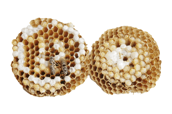 Guêpes : comment reconnaître une infestation ?