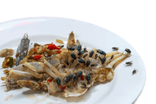 Attention aux Mouches !