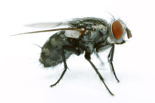 Les caractéristiques des Mouches