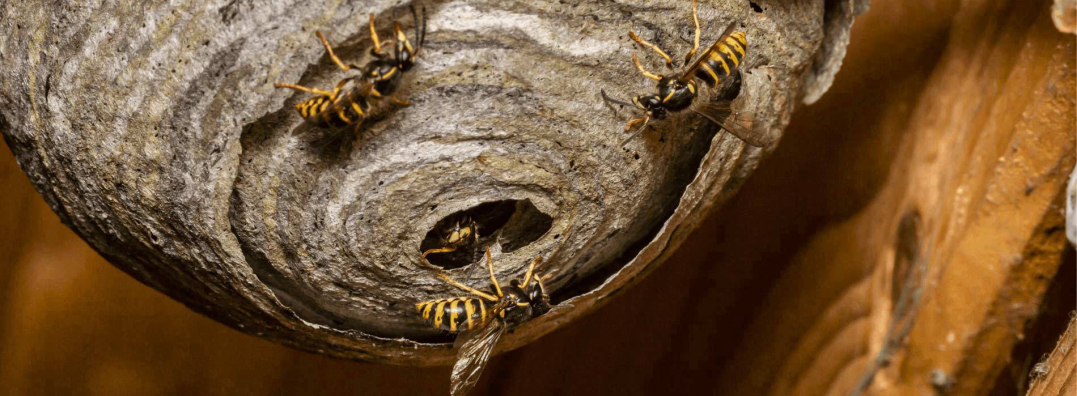 Guêpes