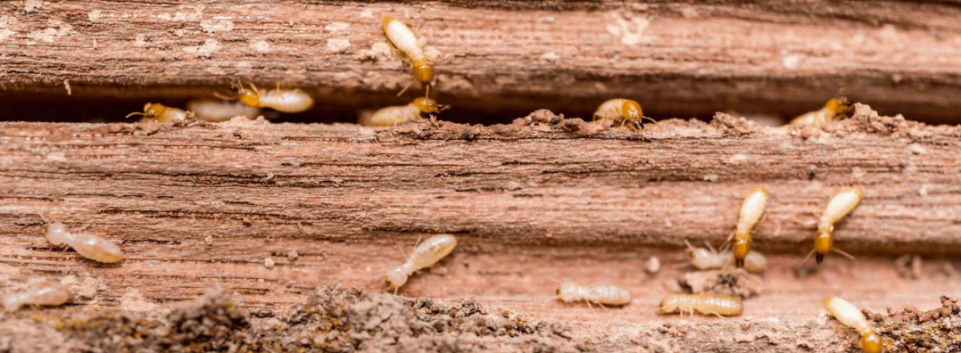 Termites