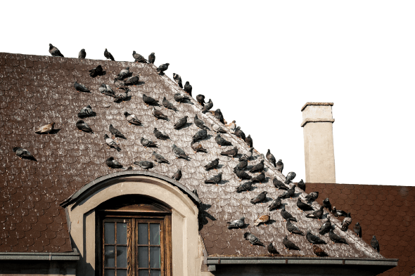 Attention aux Volatiles !